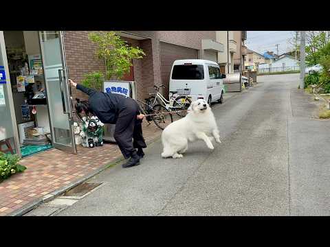 病院にビビり散らかす超大型犬【誰か助けて編】 thumbnail