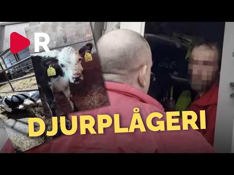 Djur misshandlas och svälter ihjäl på skräckgård – ägaren flyr Riks thumbnail