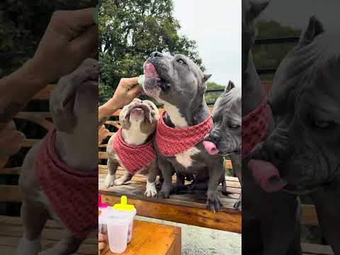 Picolé de Acerola, Mirtilo e Maçã Verde 🐾🤗 Receita pra Refrescar seu Cachorro em Dias Quentes 🐾 thumbnail