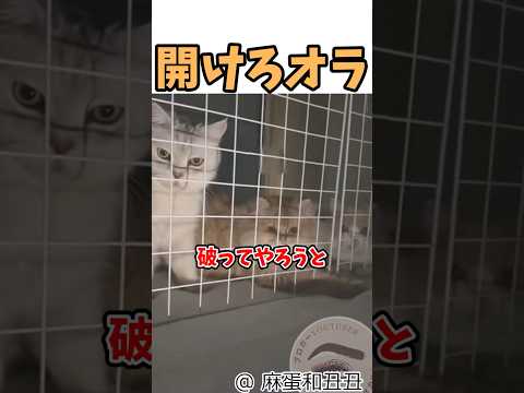 猫に愛され過ぎて寝れない飼い主? #shortvideo shortvideo #かまちょ #元気になる動画 thumbnail