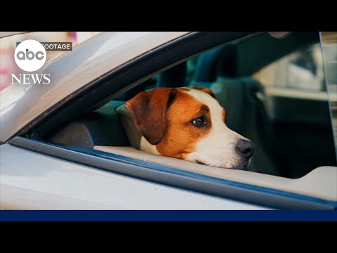 Dog sets off gun injuring woman in the arm thumbnail
