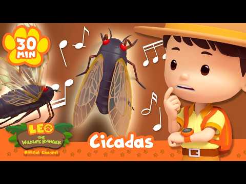 Meet Nature's Greatest Musician, the Cicada! | Leo the Wildlife Ranger | Learning Animal Cartoons thumbnail