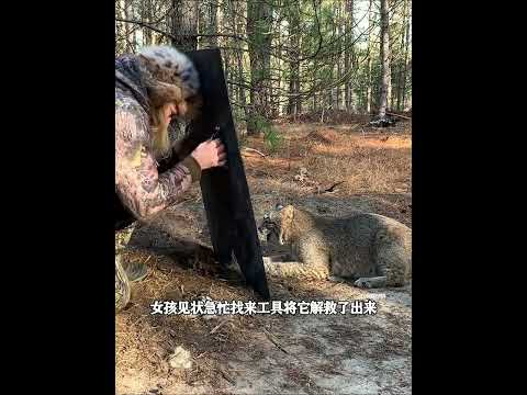 女孩意外救了只被困的山猫，没想到多日后天竟带着孩子找上门 #猞猁 thumbnail