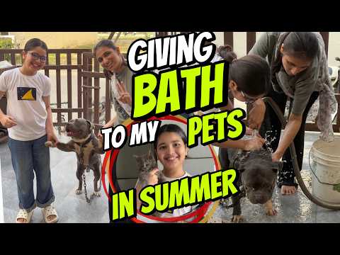Aayat Arif IIGiving BATH to my PETS in summer (Pablo KI mastiyan) II vlog thumbnail