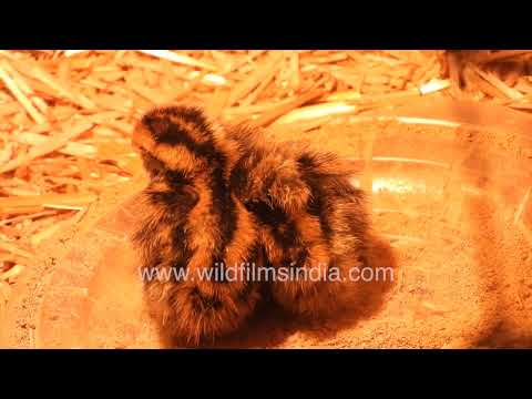 Newborn Quail chicks huddling together under a heat lamp thumbnail