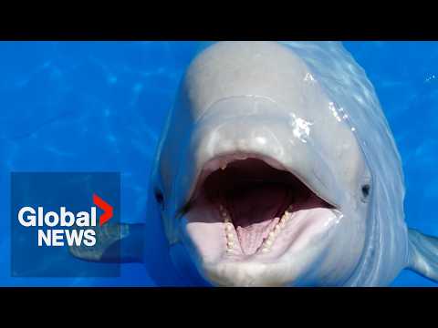 A window into self-awareness: Beluga whales display fascinating behaviour in front of mirror thumbnail