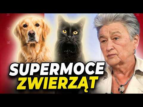 ZWIERZĘTA TO NIESAMOWITE ISTOTY? DR SUMIŃSKA O PSACH, KOTACH I LUDZIACH thumbnail