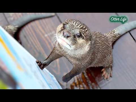 [元ネタ] あの巨大プールをプレゼントしたら、またもやテンションがおかしくなったカワウソがこちらです thumbnail