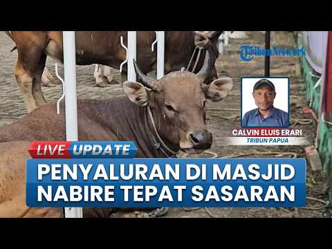 Puluhan Ekor Sapi Disembelih di Nabire, Penyaluran Daging Kurban Dipastikan Tepat Sasaran thumbnail