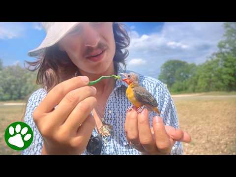 Texas Man Rescues Baby Bird From Snake Attack ❤️ thumbnail