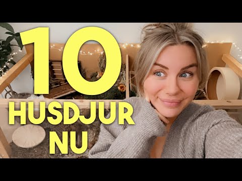 TIONDE DJURET FLYTTAR IN thumbnail