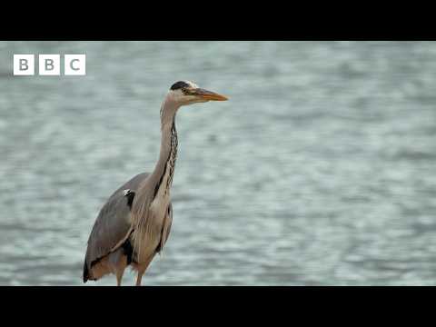 🔴 LIVE wildlife cameras 🌿 30 May 🐦 BBC Springwatch 2026 thumbnail