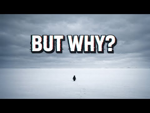 The Mystery of Viral Penguin Video thumbnail