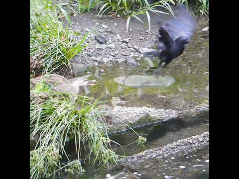 母がカラスに突撃→気づけば1羽足りない！【カルガモ親子】 thumbnail