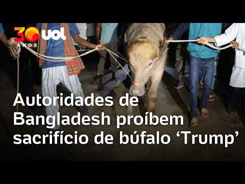 'Búfalo Trump’ não será mais sacrificado em celebração islâmica em Bangladesh thumbnail