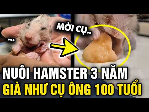 Đăng cảnh NUÔI CỤ HAMSTER 3 năm tuổi, con sen gây chú ý vì trông NHƯ CỤ ÔNG 100 TUỔI | Tin 3 Phút thumbnail