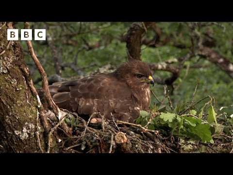🔴 LIVE wildlife cameras 🌿 2 June 🐦 BBC Springwatch 2026 thumbnail