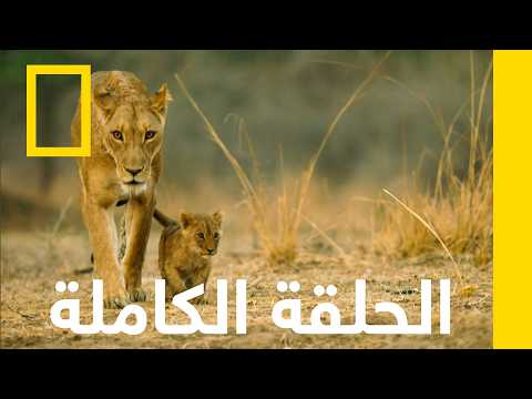 كبرياء وتحامل | صيادو أفريقيا | ناشونال جيوغرافيك أبوظبي thumbnail