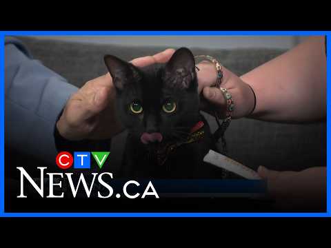 Beautiful, social, explorative 2-year-old cat looking for a home thumbnail