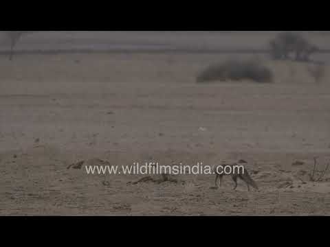 White-footed fox roaming in search of food at Sudasari Desert National Park thumbnail