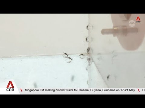 About 600 dengue cases recorded in Singapore in first 5 months of 2026 thumbnail