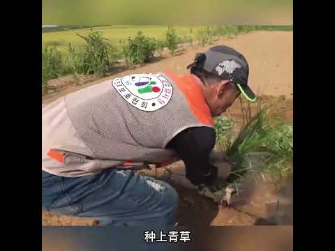 它比大熊猫还要珍贵，一辈子都黑着脸，却唯独对男子不一般！ #animals #动物救助 #主人 #寵物友善日常 #搞笑 #感人壹幕 #pets #cute #寵物 thumbnail