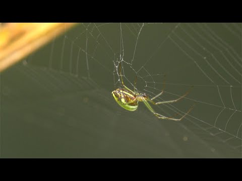 Long-jawed orb-weaver spider on its web in Motidhar Mussoorie thumbnail