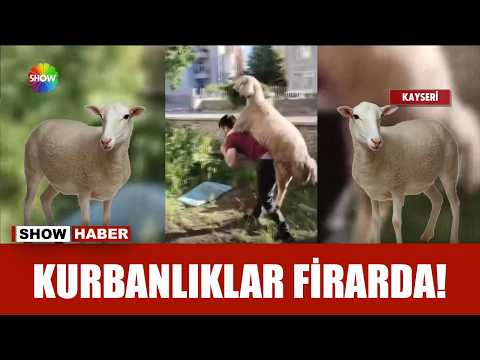 Kaçan kurbanlıkların peşine düştüler thumbnail