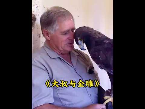 大叔救助了一只奄奄一息的金雕，在大叔的悉心照顾下重返蓝天 #animals #老鹰  #eagles thumbnail