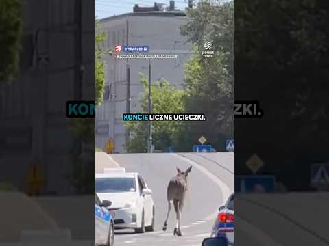 Łoś Żwirek uciekł dwa razy, przepłynął Odrę i dotarł do centrum Szczecina thumbnail