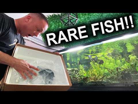 I BOUGHT 10 RARE FISH!! ASTRONOTUS CRASSIPINNIS!! TRUE wild caught bumblebee oscar is NOT an OSCAR!? thumbnail
