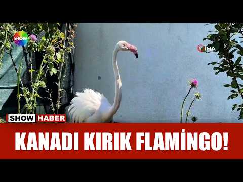 Yaralı flamingonun imdadına koştular! thumbnail