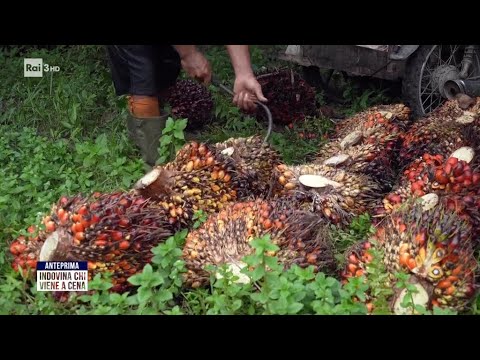 Indonesia: l'insostenibile olio di palma - Indovina chi viene a cena 26/05/2026 thumbnail
