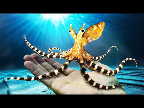 I Found the World’s Smartest Octopus! (Wonderpus) thumbnail
