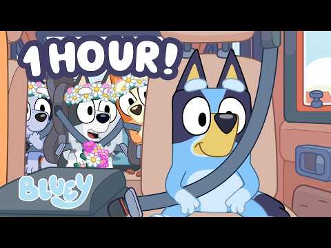 Flower Girl Road Trip 🌸 🚗 | The Sign Moment + 60 MINUTES of Bluey Clips 💙 | Bluey thumbnail
