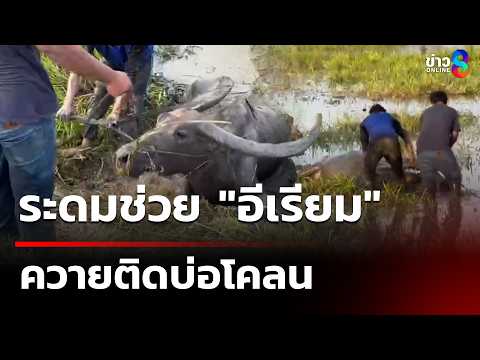 ช่วย"อีเรียม" ควายติดบ่อโคลน | 3 มิ.ย. 69 | คุยข่าวเช้าช่อง8 thumbnail