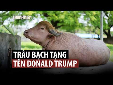 Trâu bạch tạng may mắn thoát kiếp bị hiến tế nhờ bờm vàng độc đáo thumbnail