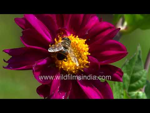 Drone Fly pollinator explores a vibrant Dahlia bloom in macro detail thumbnail