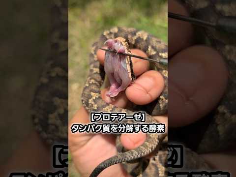 【ライフハック】マムシの毒の有効活用法 thumbnail