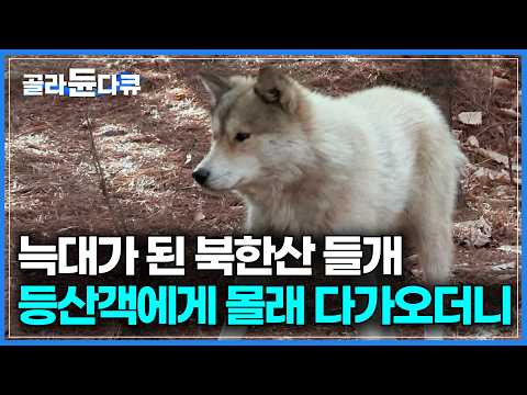 뉴트리아급 교란종 됐다. 북한산 들개 무리의 충격적인 생존 방식｜인간이 만든 최악의 군집｜산속에 사람이 나타나자 들개들이 보인 반응｜늑대가 된 들개들｜하나뿐인 지구｜#골라듄다큐 thumbnail
