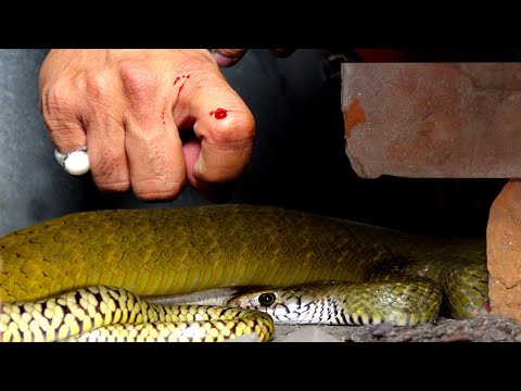 रेस्क्यू के दौरान आख़िर साँप ने काट लिया, देखिए कोन सा सांप काटा ! ? Snake bite  thumbnail