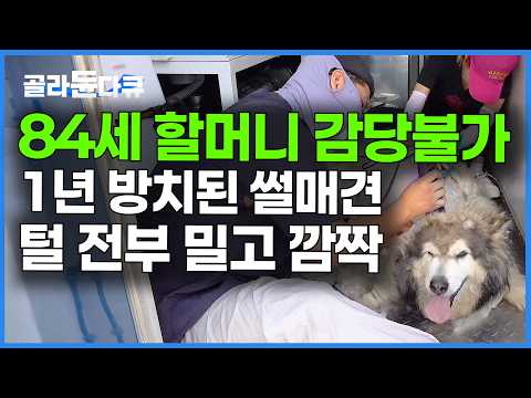 40kg 썰매견 시골에서 홀로 키우던 할머니. 결국 사람 불러 털을 싹 밀었는데｜말라뮤트 미용｜극한직업｜#골라듄다큐 thumbnail