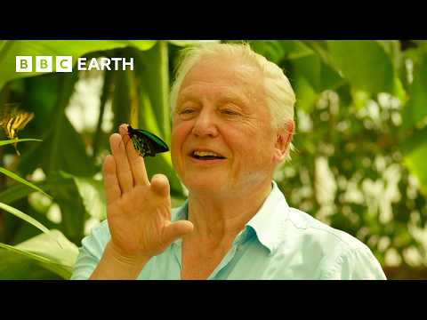 100 Iconic Moments From Sir David Attenborough | BBC Earth thumbnail