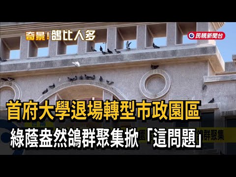 退場校園轉型園區 綠蔭盎然鴿群聚集「引發衛生疑慮」－民視新聞 thumbnail