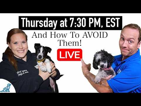 6 COMMON Puppy Training Mistakes That New Dog Owners Make thumbnail
