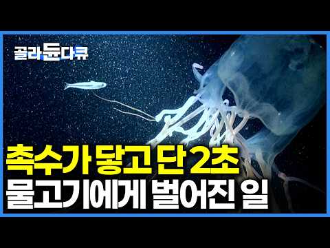 6억년 전 모습 그대로. 기후 변화로 대한민국 바다까지 올라온 치명적인 맹독을 가진 생물｜다큐프라임｜#골라듄다큐 thumbnail