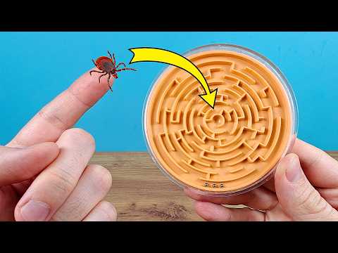 ¿Qué pasaría al meter una GARRAPATA SANGUINARIA en un LABERINTO ROMPECABEZAS? thumbnail