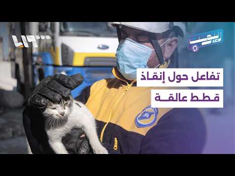 "القطة بسبعة أرواح".. مقاطع إنقاذ قطط في سوريا تثير تفاعلا على السوشال ميديا thumbnail