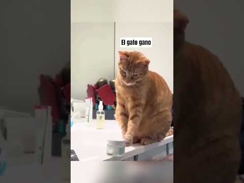 El gato tiro al niño de la cama #cat #viralshorts thumbnail