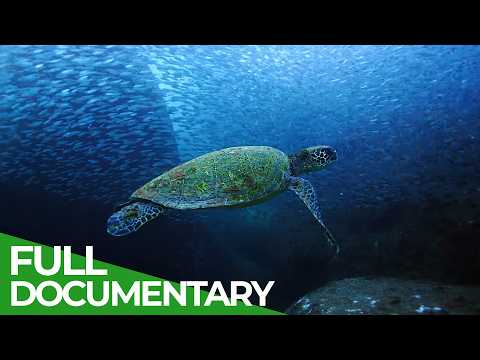 Mexico's Underwater Wildlife Kingdom | Free Documentary Nature thumbnail